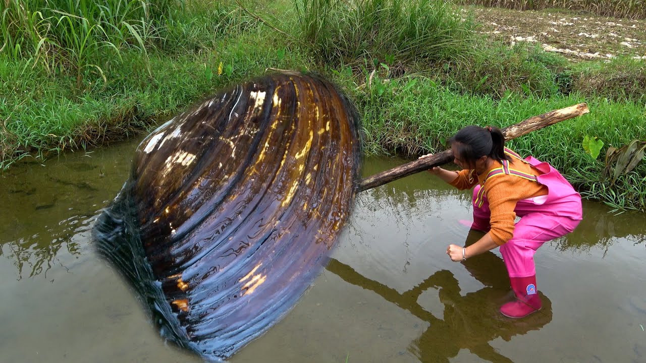 There are so many pearls in the big river clam that it's hard to count them