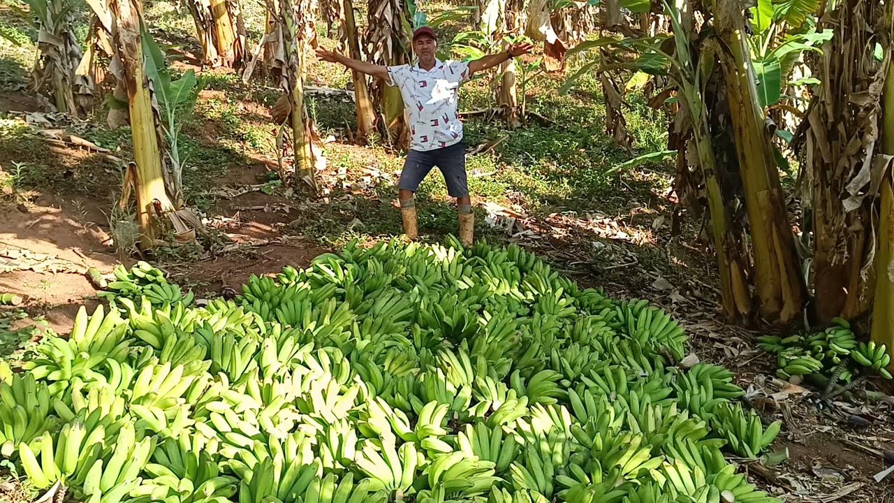 VEJA A FARTURA DE BANANA NO FINAL DO ANO DE 2025