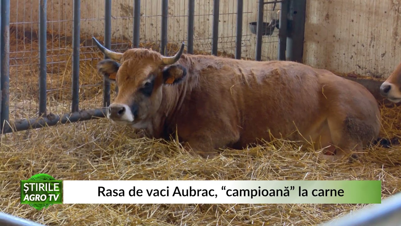 Rasa de vaci Aubrac, &ldquo;campioană&rdquo; la carne 18 01 2022