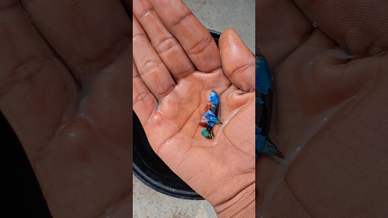 How To loade bettafish female with  eggs 🥚 #telugu #bettafish #hyderabad #trending #viral_video