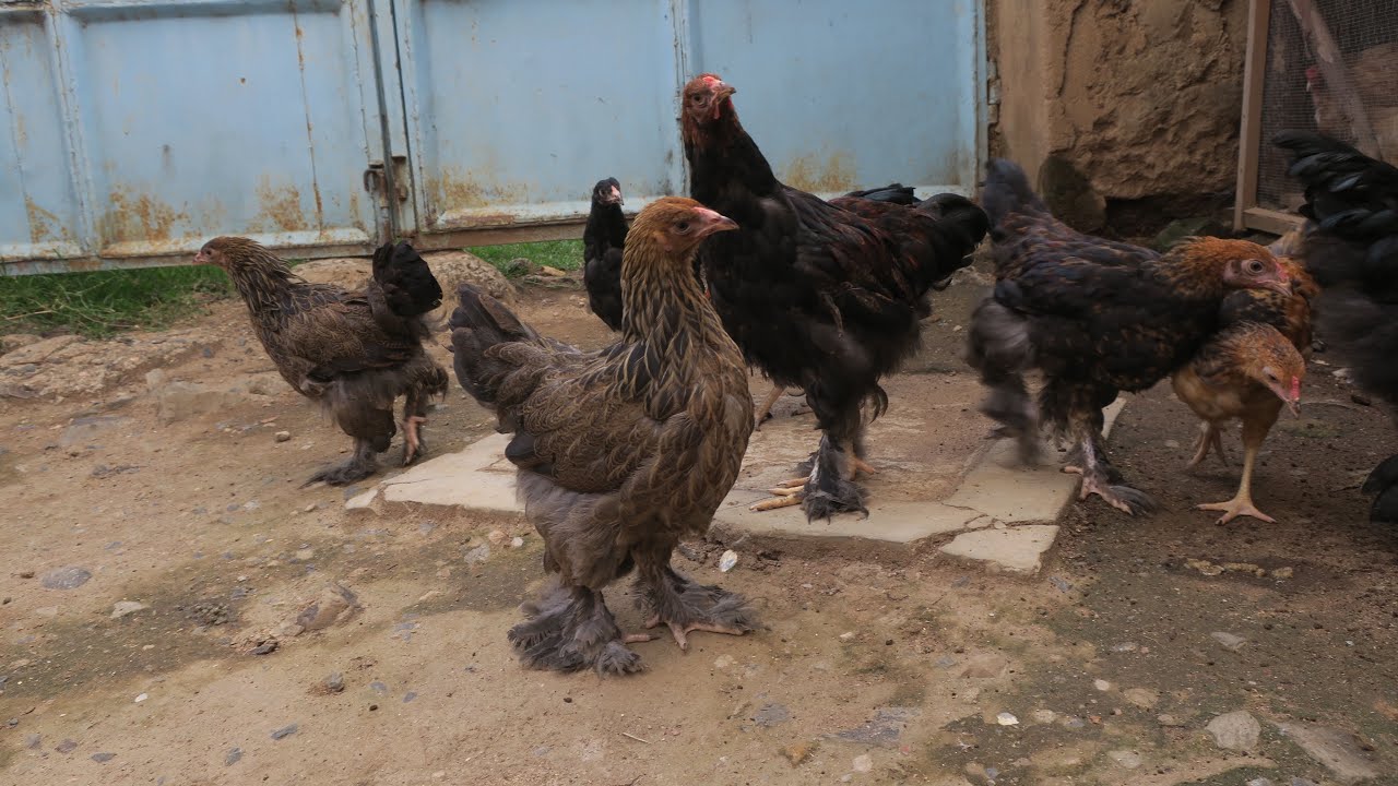 Brahma chickens 🐓 + Ayam Cemani + Ameraucana + other ornamental chickens 🐓 🇰🇪