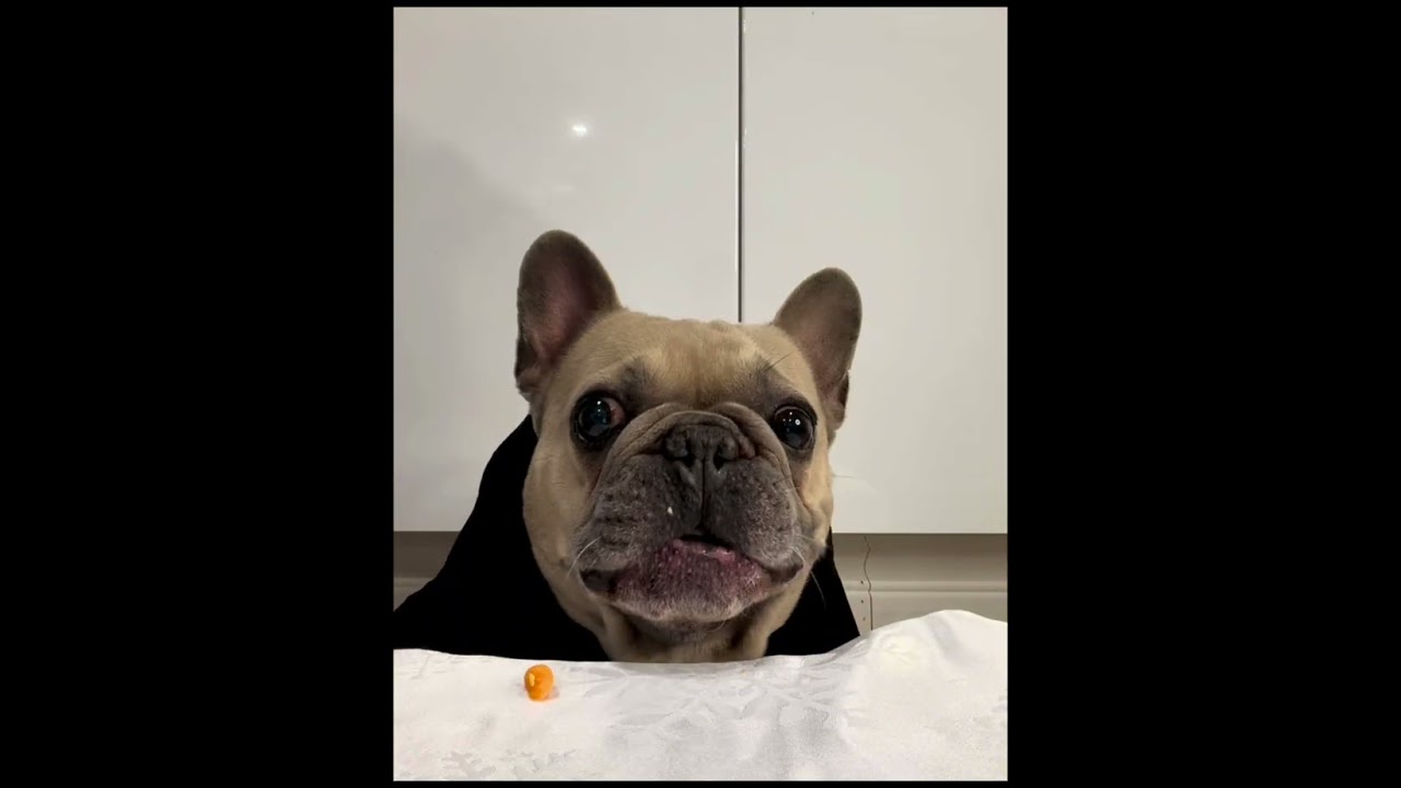 My Dog Rates Foods by Sound 🔊🐶
