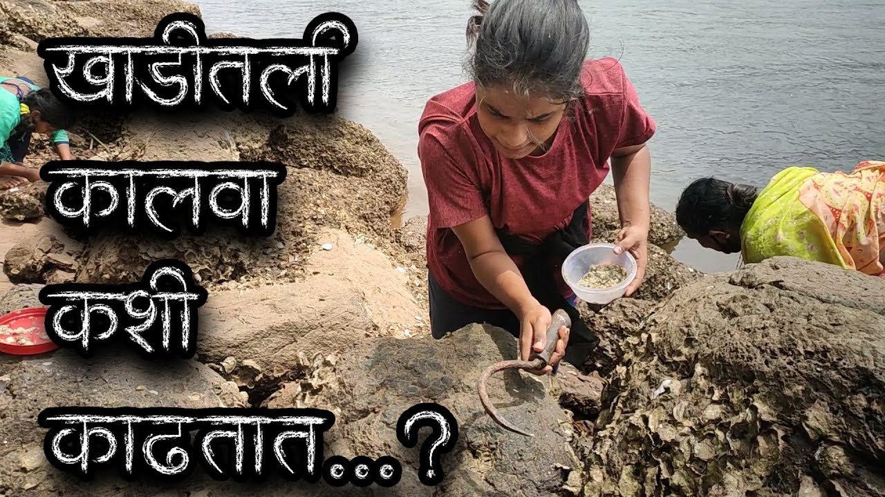 खाडीतली कालवा कशी काढायची - Oyster | Sea Food Ratnagiri | Pranita Chaudhari