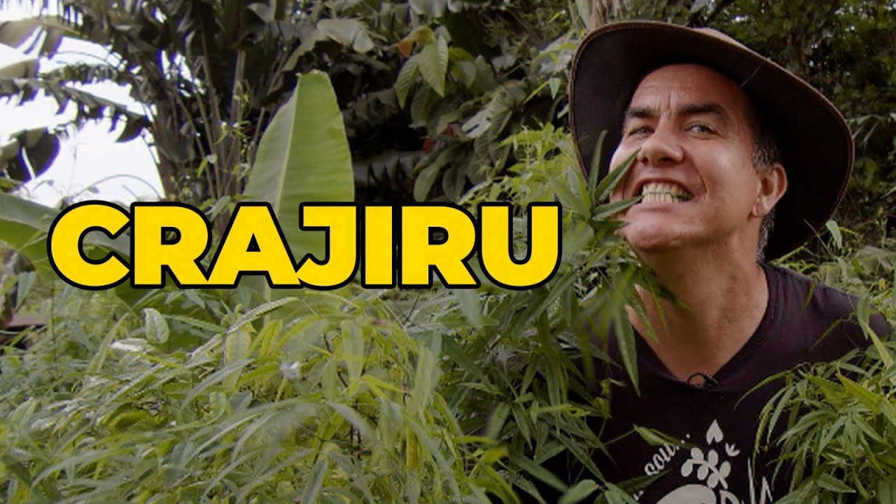 CRAJIRU: A PLANTA QUE PODE AUXILIAR NO TRATAMENTO DE LEUCEMIA - SÍTIO PANC