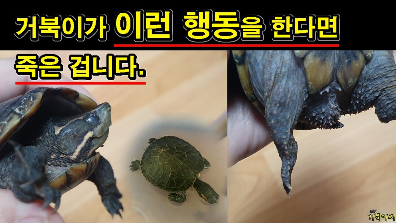 [#거북이씨​]  거북이가 이런 행동을 한다면 죽은 겁니다. 거북이가... 죽었는지 or 살아있는지 확인하는 방법.