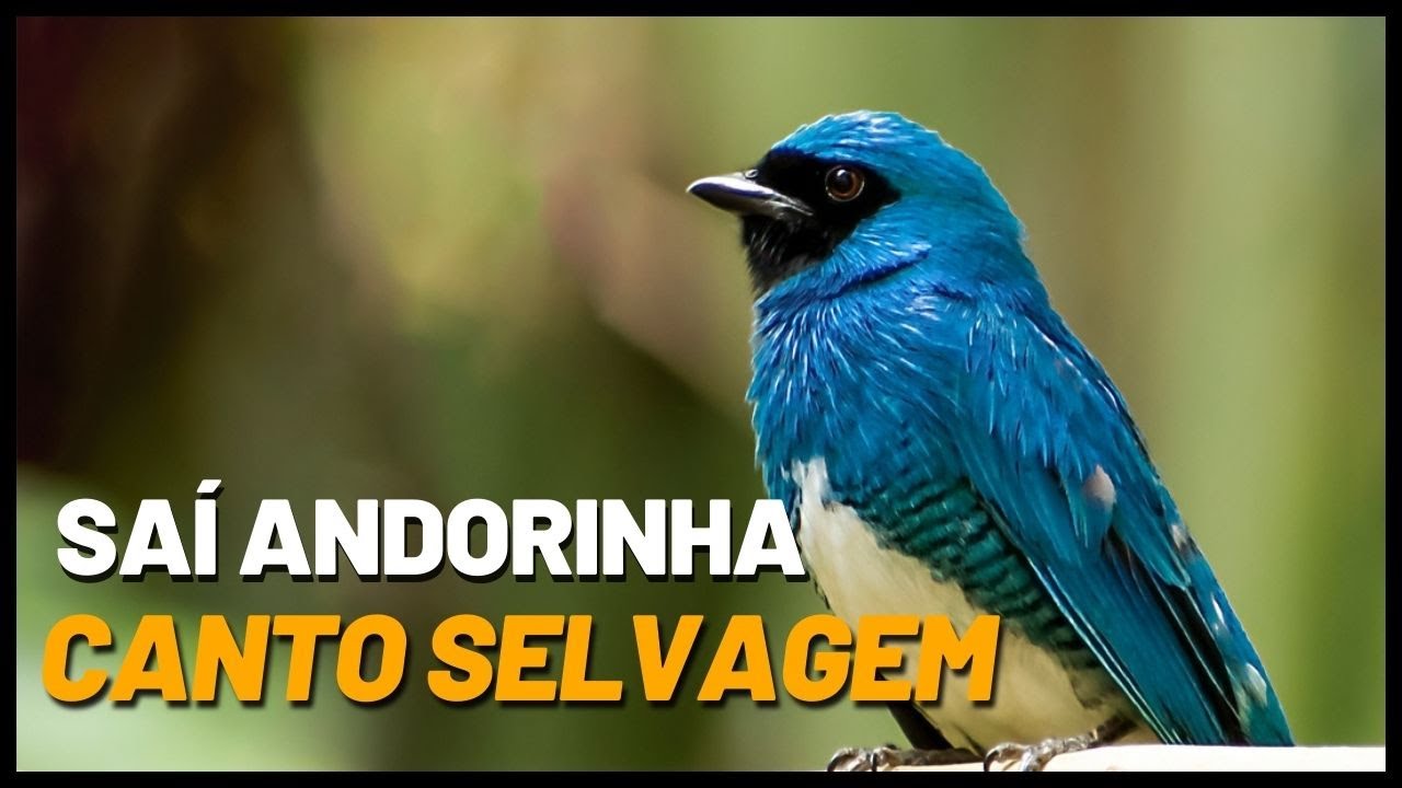 Saí andorinha canto selvagem para ensinamento de filhotes