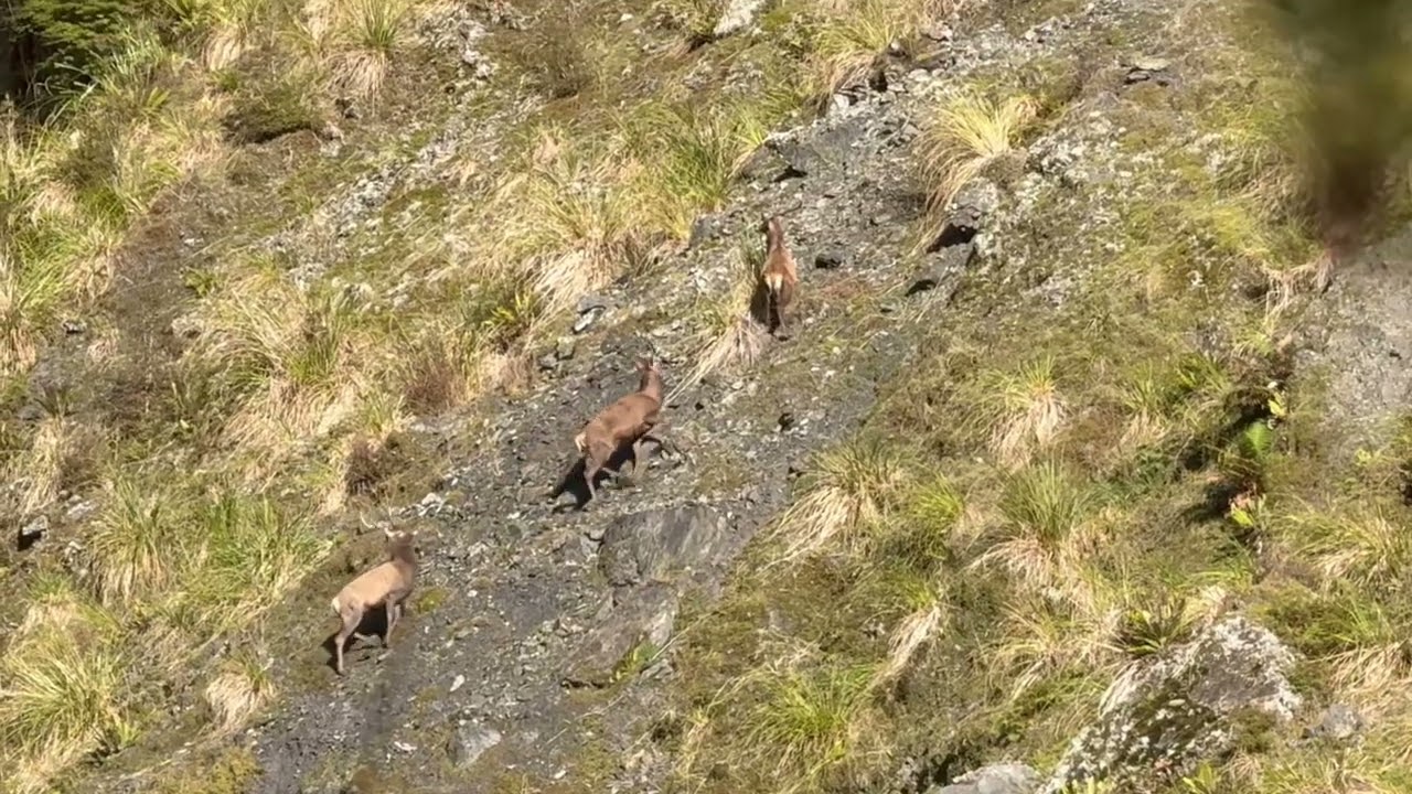 Tararuas stags