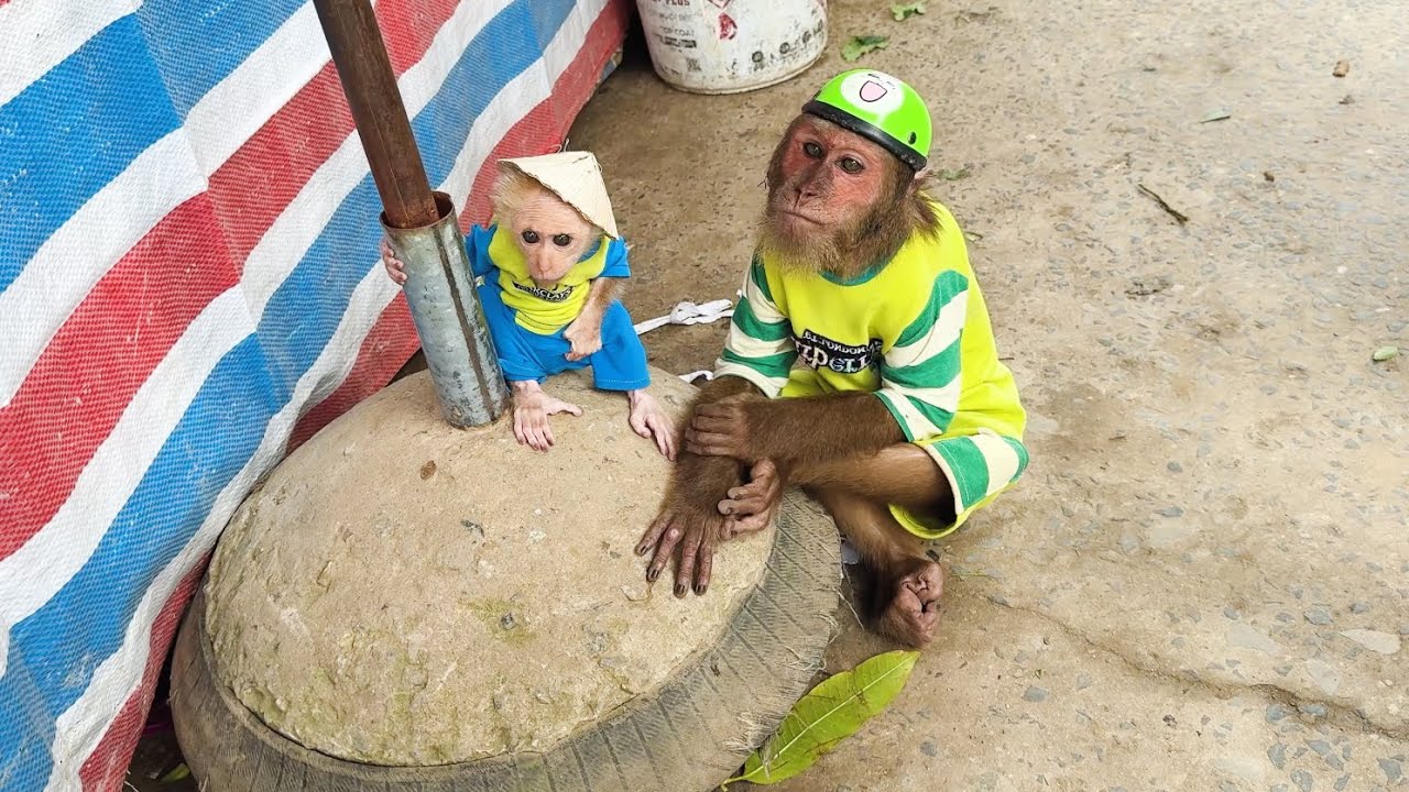 CUTIS & baby monkey funny lost money at the market😯