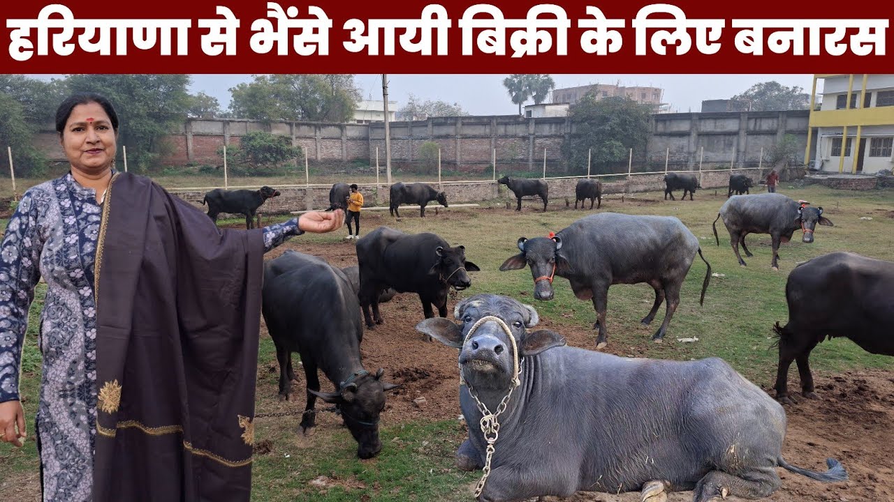 हरियाणा की टॉप क्वालिटी की भैंस आई बनारस में बिक्री के लिए अर्चना गुप्ता डेरी फार्म पर #dairyfarm