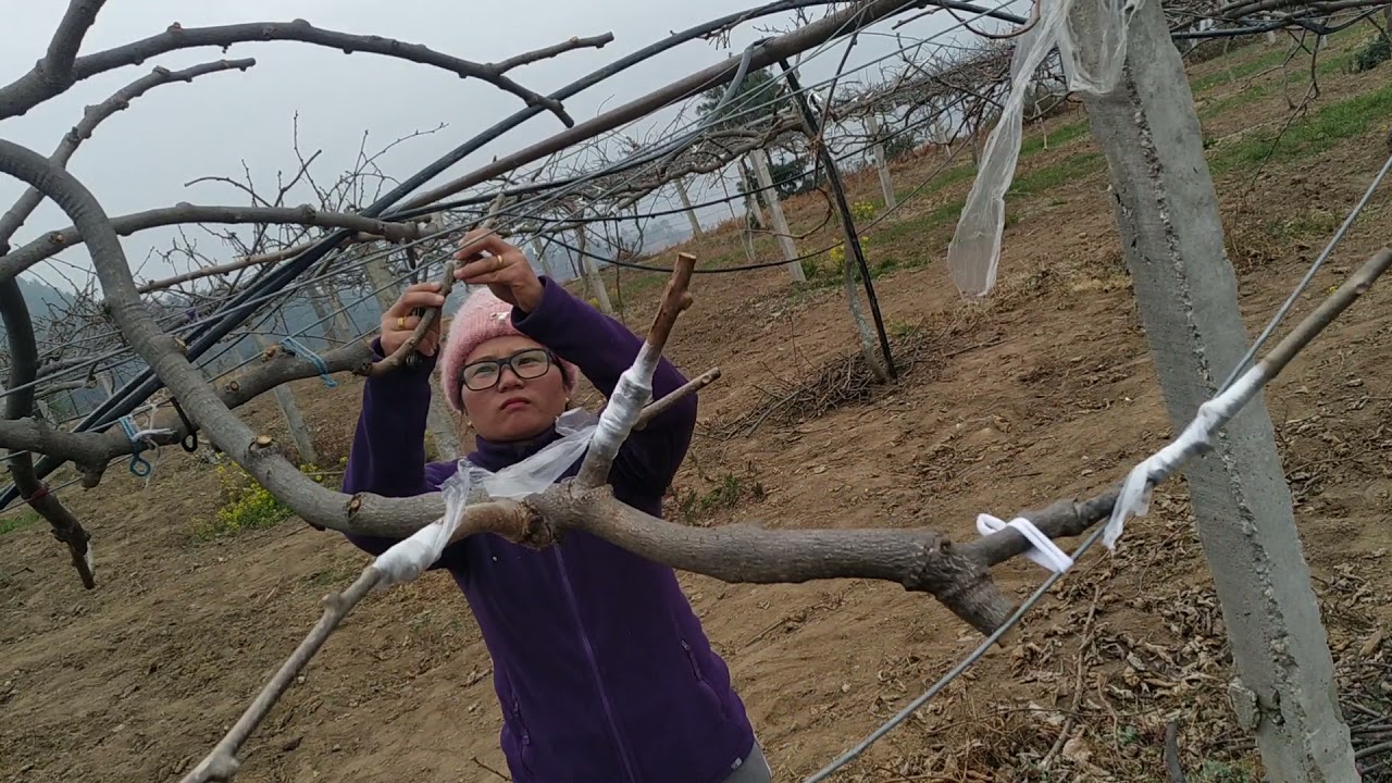 Tongue grafting on KIWI fruit, Solukhumbu