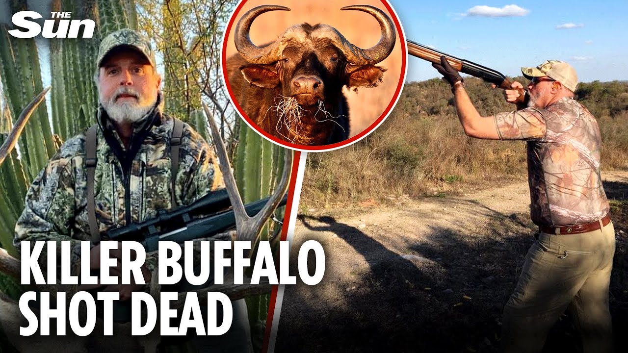 Buffalo that fatally GORED millionaire American trophy hunter is shot and killed