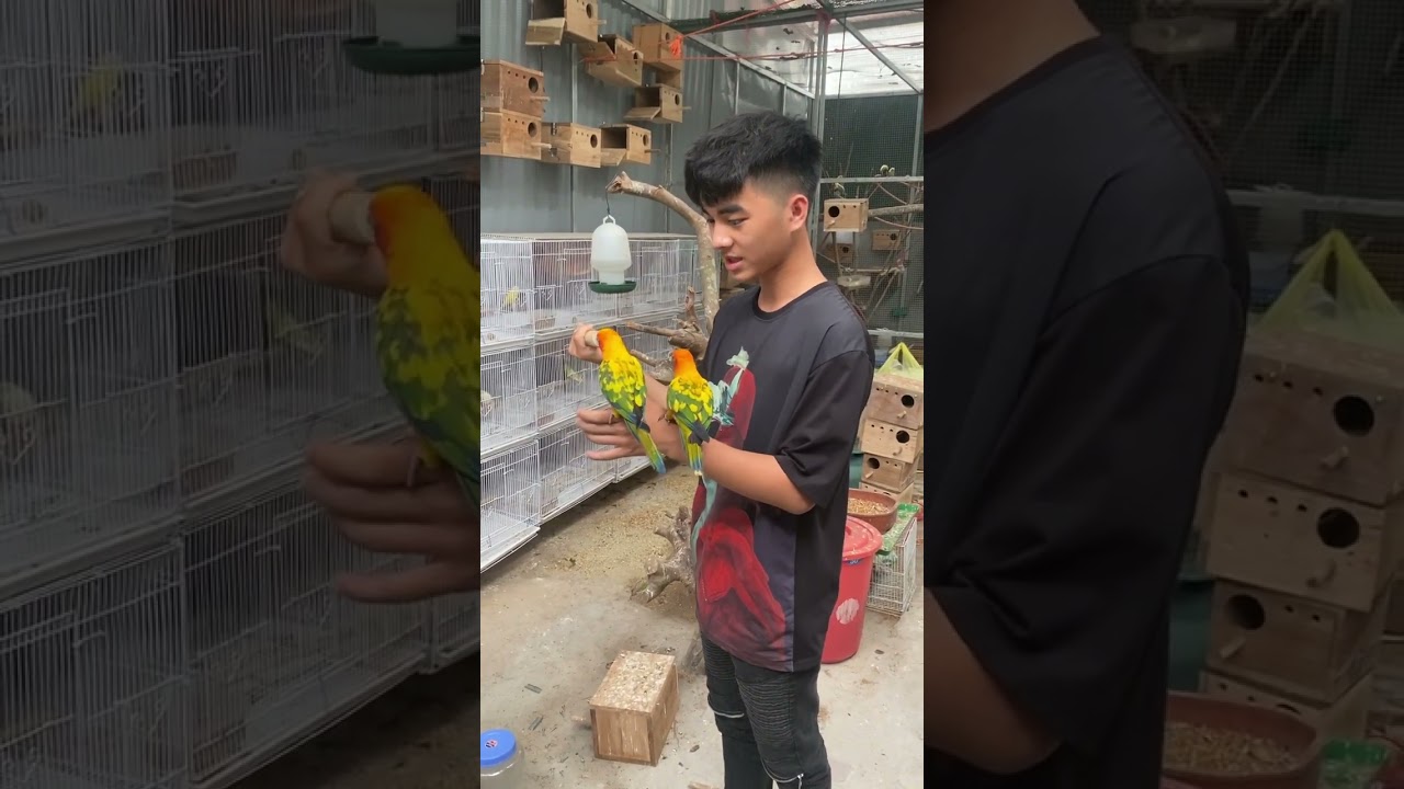 Mới tuyển được thằng đệ #vet #sunconure