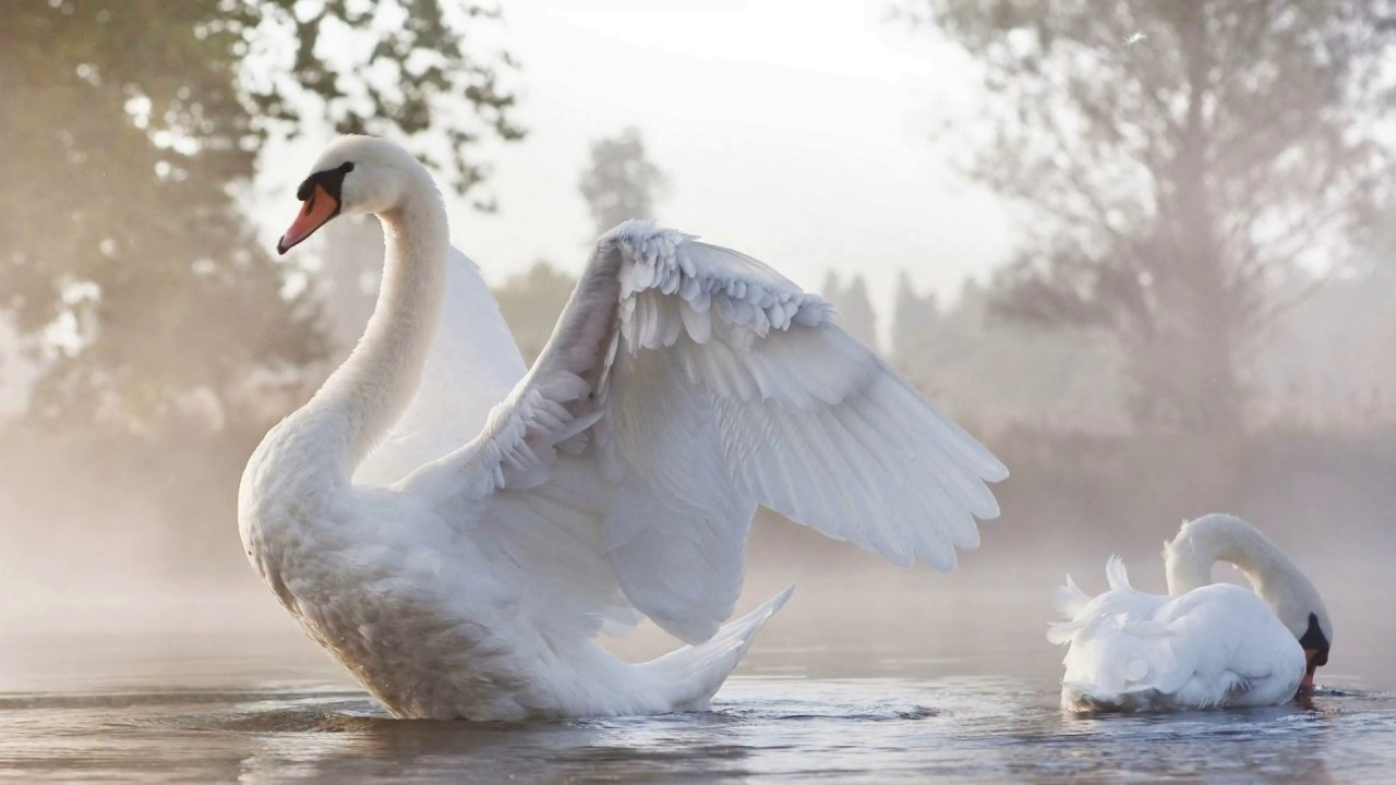 Andr&eacute; Rieu  -  Le Cygne