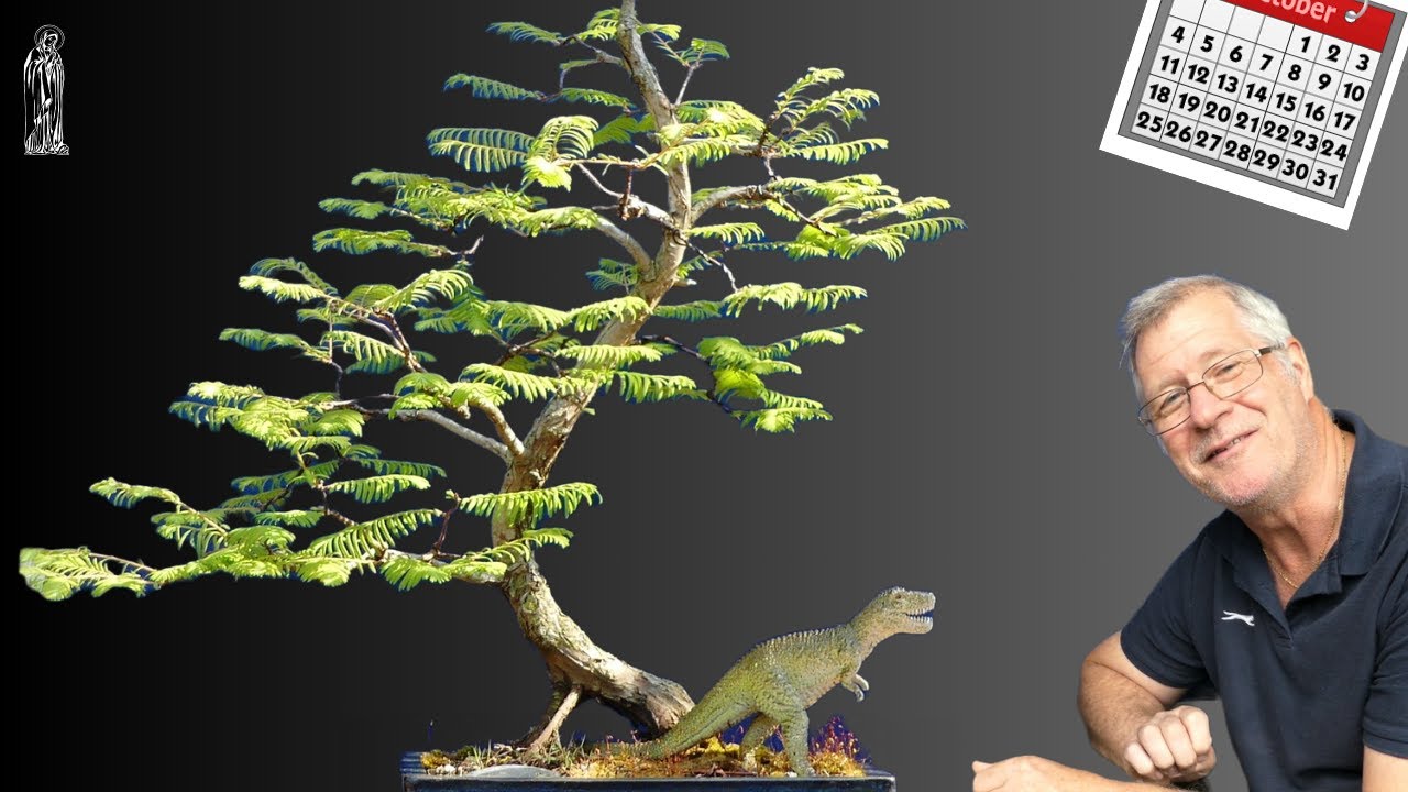 Dawn Redwood Bonsai Care Guide (Easy Tips for Beginners).