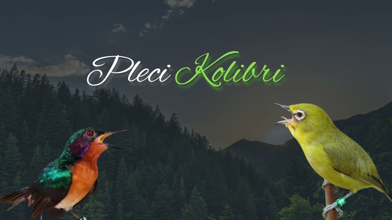 Masteran Pleci Nembak Mp3 Panjang Kolibri G12 G16 G60 - Masteran pleci nembak mewah mudah di tiru