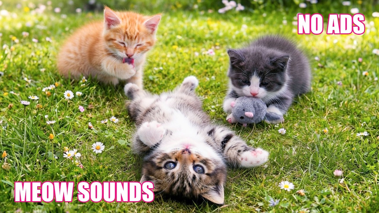 12 часов успокаивающей музыки для кошек 🐈 Музыка для сна без стресса 🎵 Глубокий отдых для кошек 🌈...