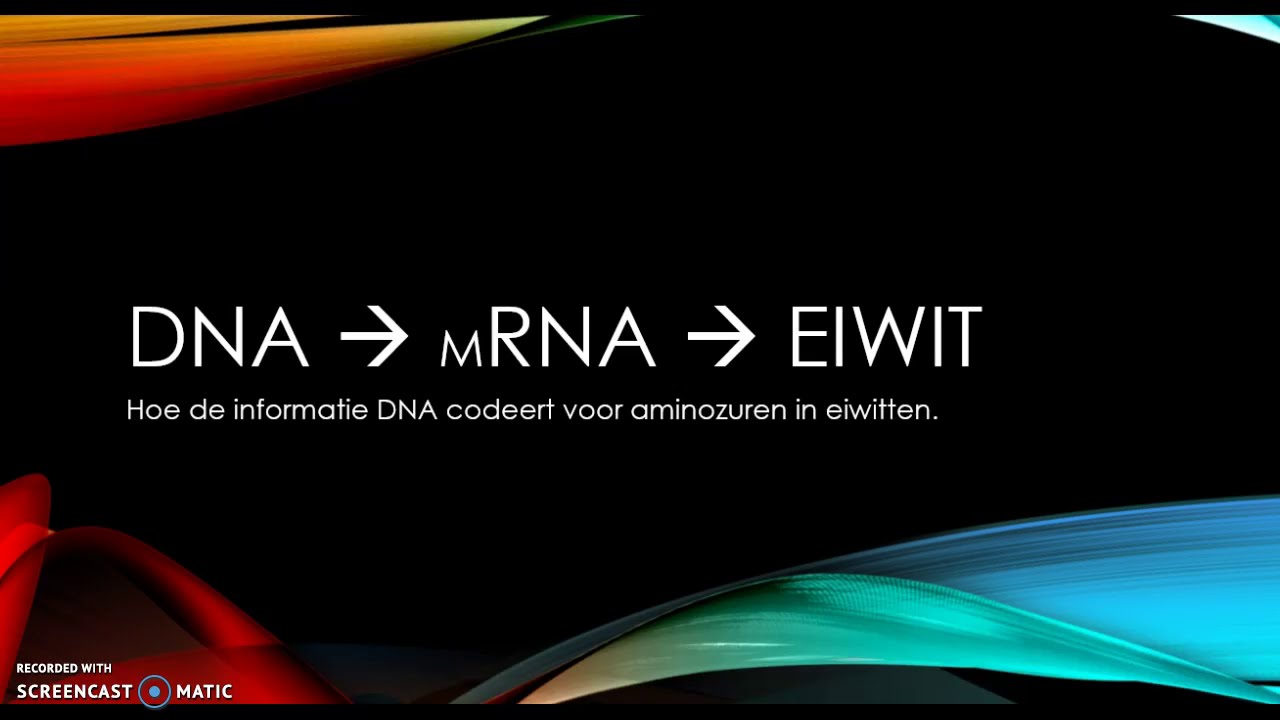 DNA, mRNA, eiwit: transcriptie en translatie