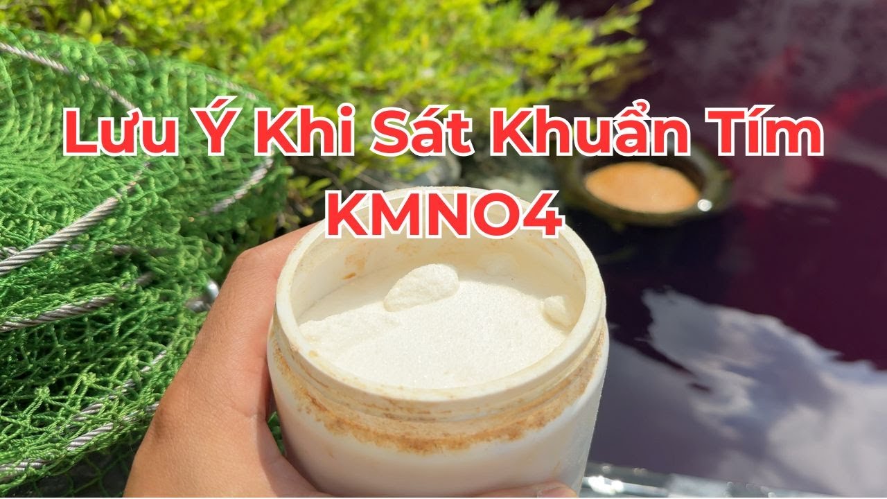 Khi Nào Nên Sát Khuẩn Tím KMno4 Toàn Hồ - Những Lưu Ý Khi Đánh Tím #loczenkoi #zenkoifarm