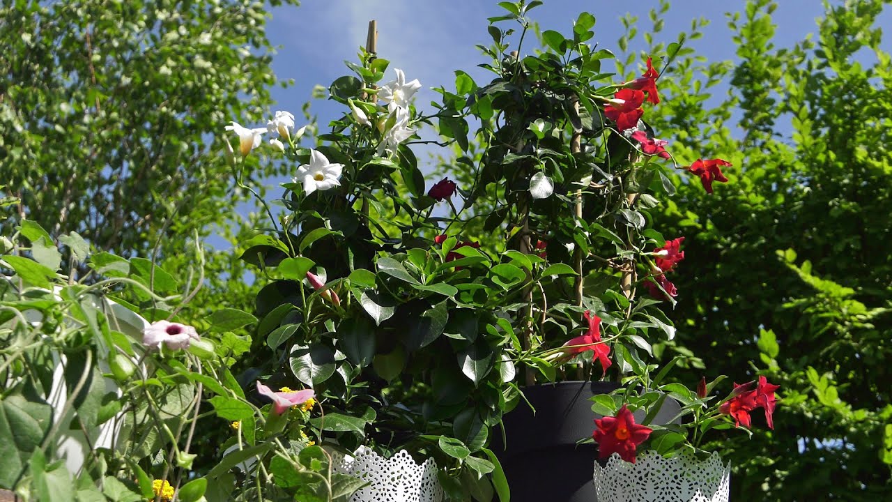 Kwiaty na balkon i taras - Mandevilla dipladenia, lantana, groszek pachnący