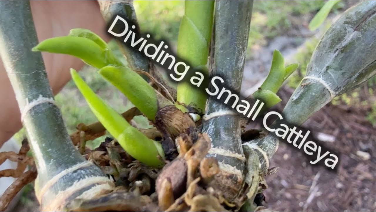 Small Cattleya Division