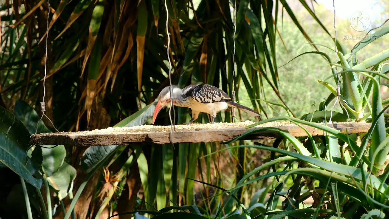 Beautiful birds | Bird and animal is beautiful creature on our planet 