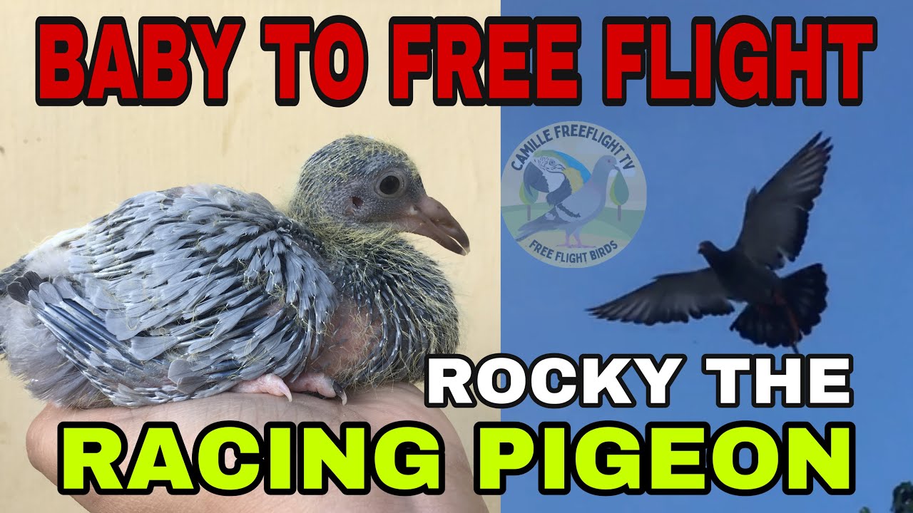 RACING PIGEON | BABY TO FREE FLIGHT