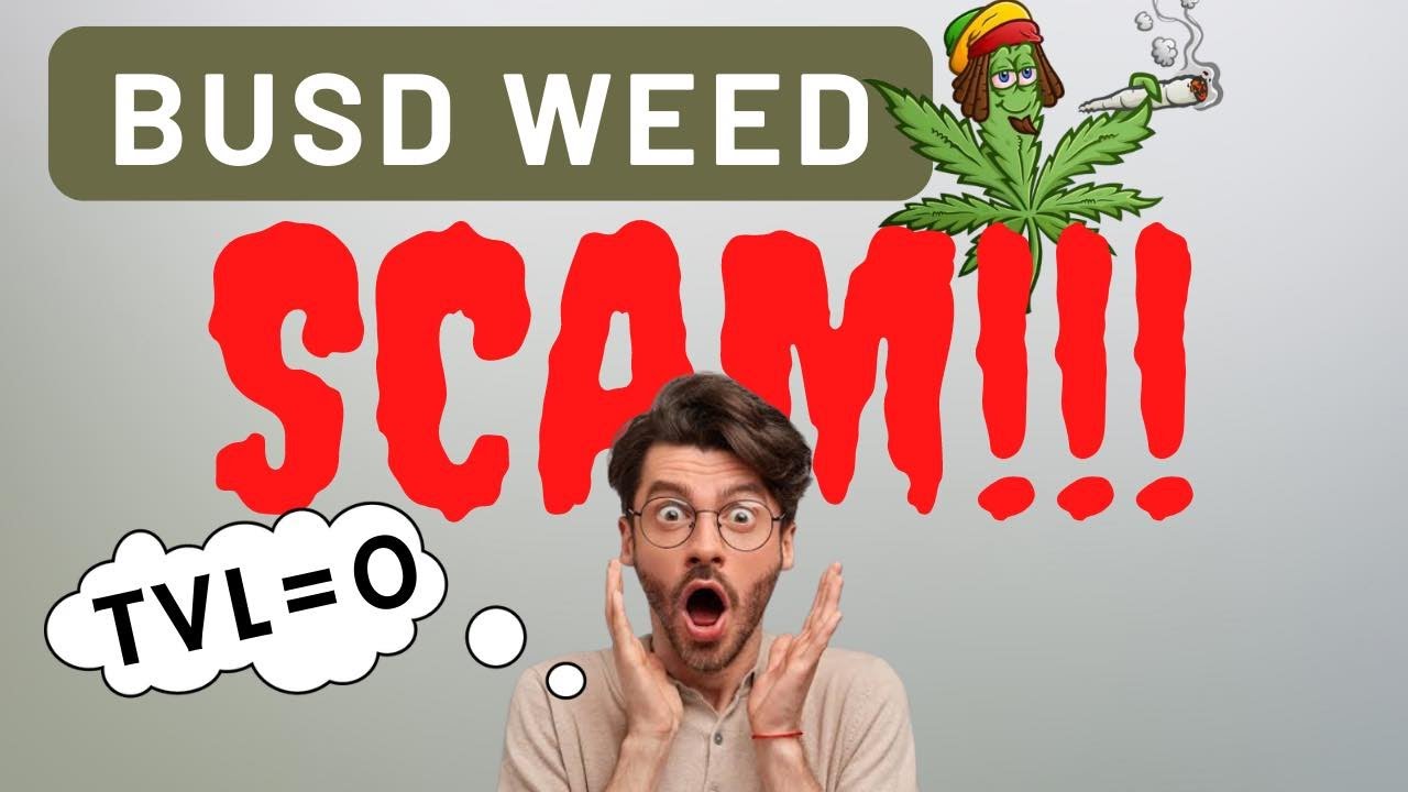 BUSD WEED IS A SCAM | How to Recover your Investment