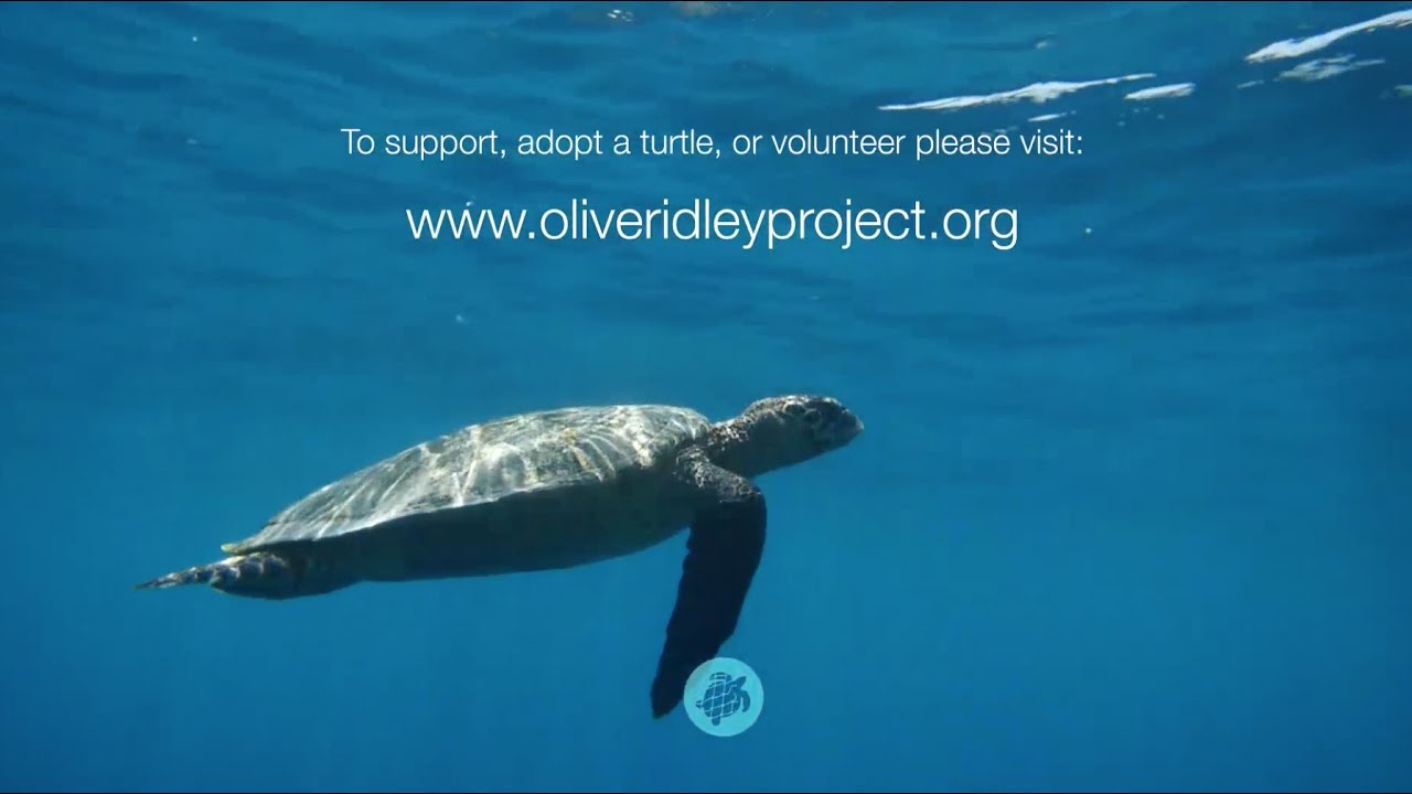 Saving Sea Turtles And Their Habitats | ORP