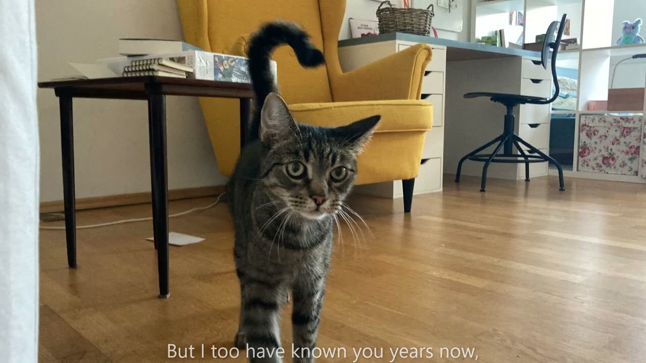 A Letter from the Right Honourable Cat, to His Lowliness, Man.