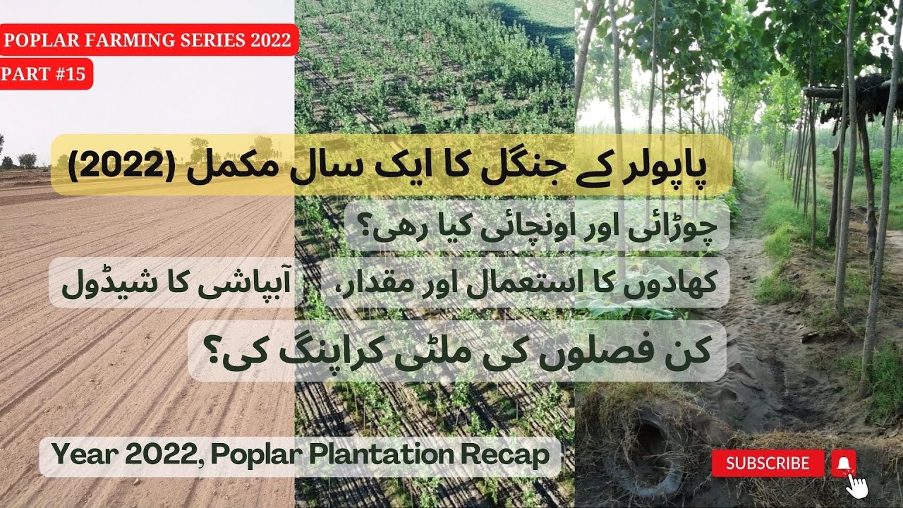 Year 2022 -  Delta Poplar Plantation Recap || Part #15   