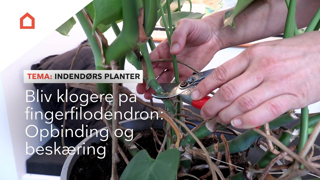 Pasning af fingerfilodendron: Gode r&aring;d til opbinding og besk&aelig;ring