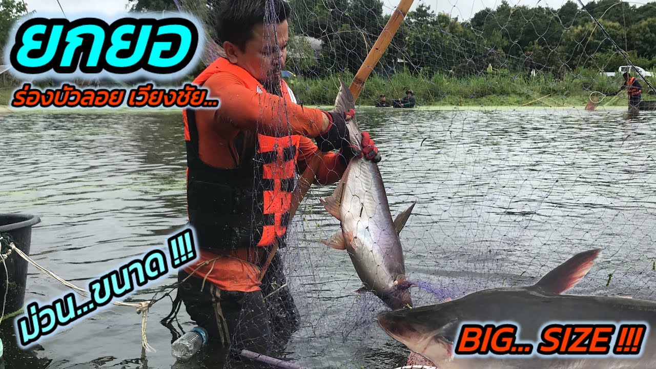 EP.136 ยกยอ หาปลา บ่อลุงเฮือน บัตร 1430 บาท ร่องบัวลอย เวียงชัย ยกจนก้าน...!!!