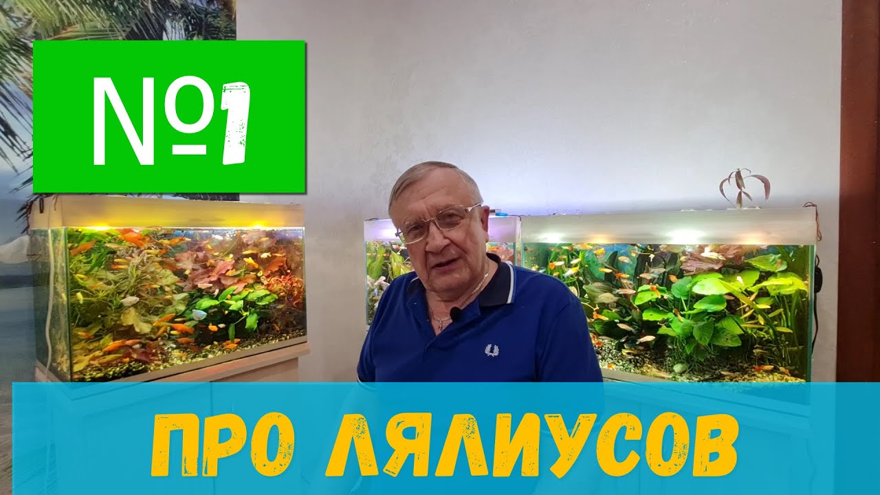 #01 Про разведение лялиусов  / Аквариумистика с Геннадием Посейдонычем