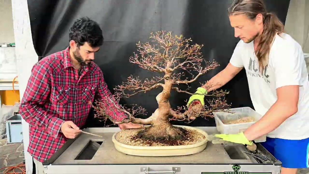 Acer palmatum from Murakawa San🇯🇵