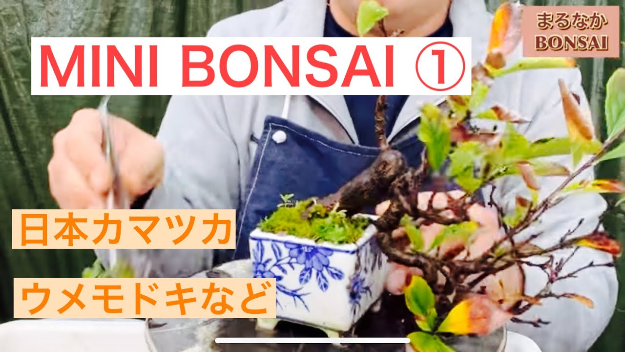 #224  ① MINI BONSAI 日本カマツカなど。　　　　@bonsai1007         【ミニ盆栽】