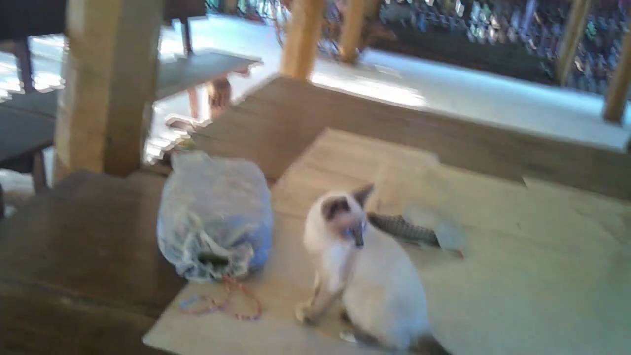 Naughty cat.mp4