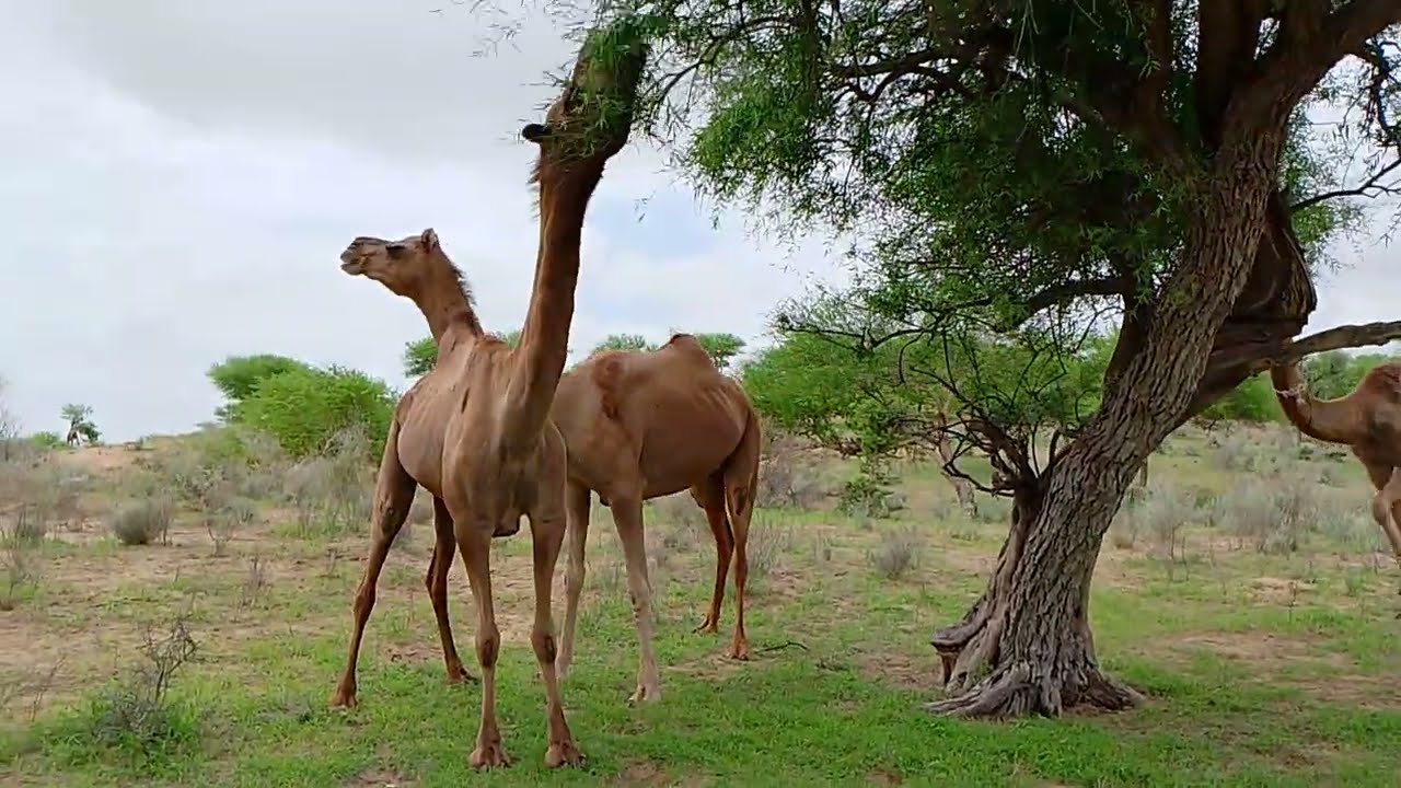 Camels are grazing in the trees