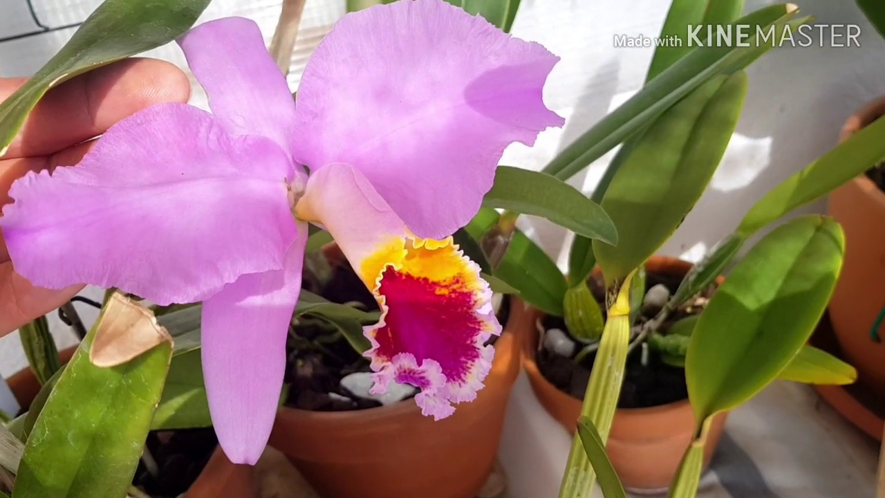 Cattleya mossiae. Каттлея мосси, некоторые особенности и уход.