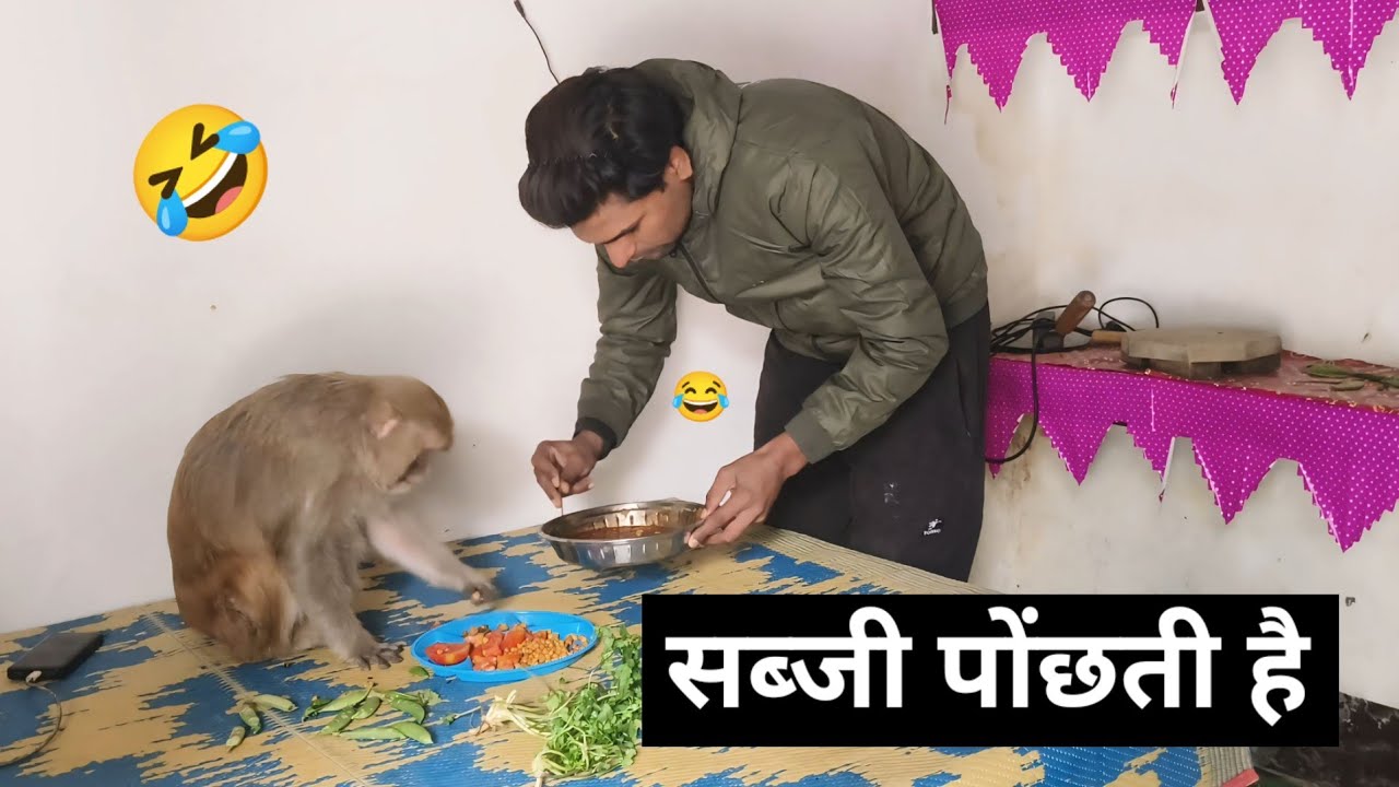 मंकी रानी सब्जी कैसे पोंछती है 😂@Queenrbl12345 