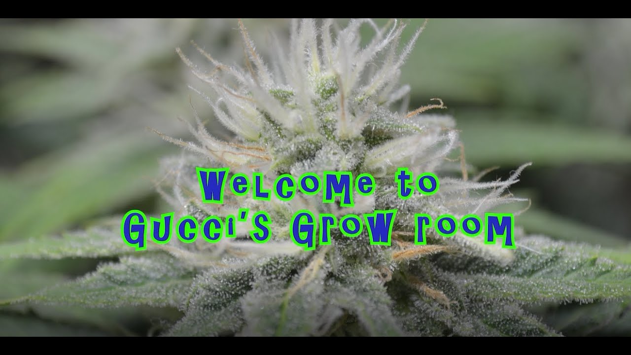 Episode 1 Getting started in soil. Fast Buds Girl scout cookies Autoflower #girlscoutcookies
