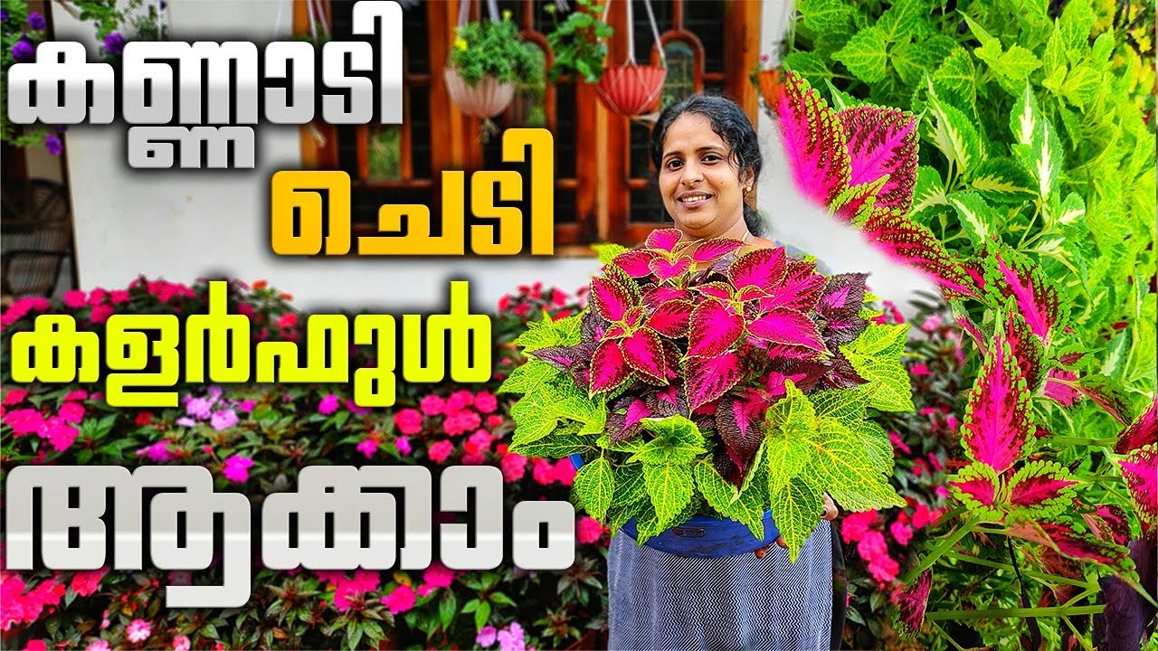 കോളിയാസ് ചെടി ഇതുപോലെ വളർത്തണം|The coleus plant should be grown like this|J4u Tips