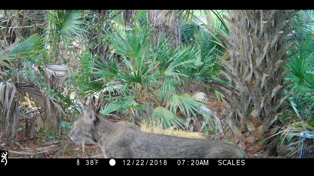 Bobcat in Canaveral Groves (4K)