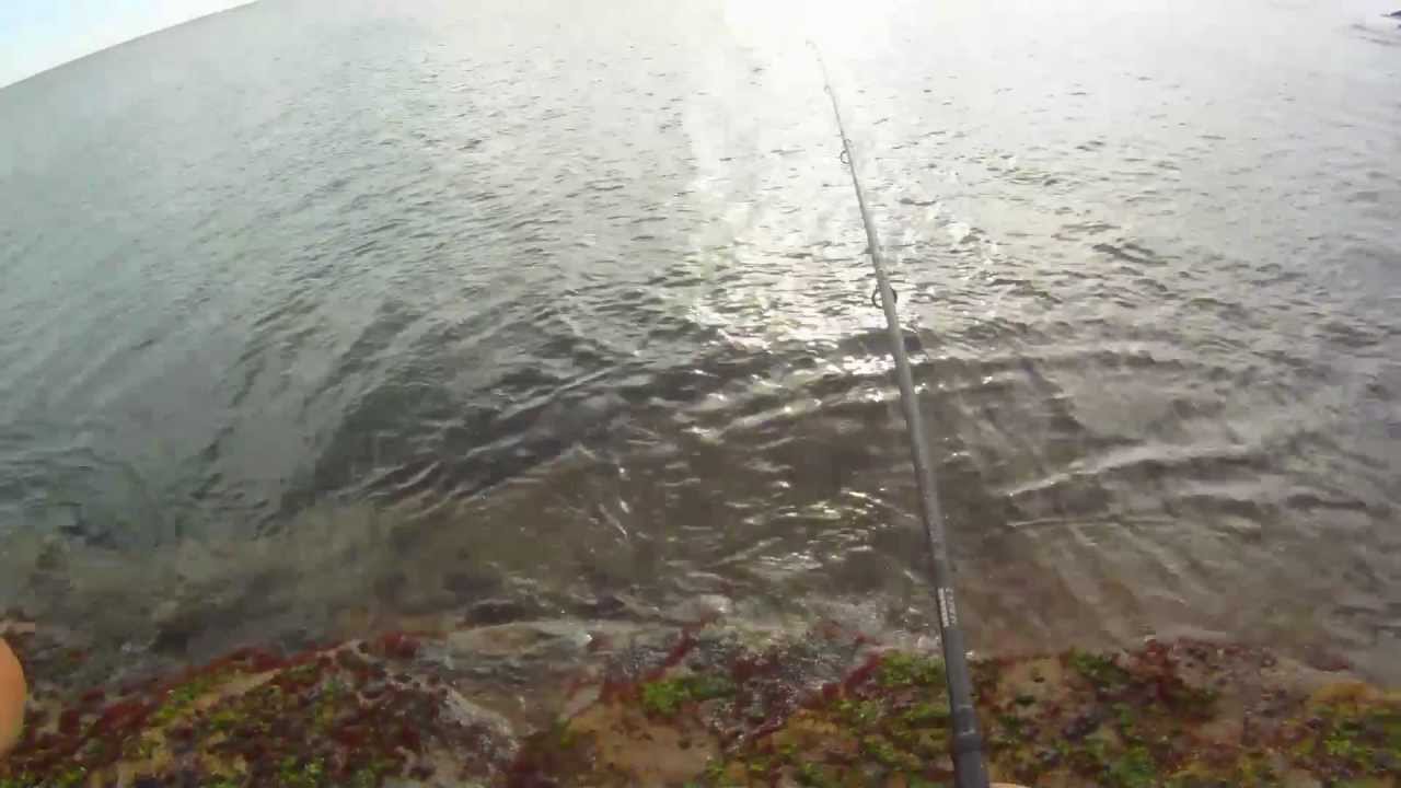 Coalfish-Newbiggin-Head cam Fishing