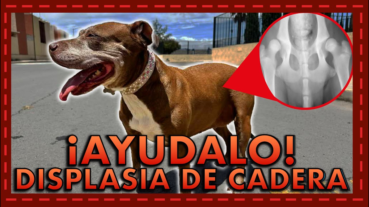 Displasia de cadera en perros: síntomas, cuidados y alivio 🐶🦴
