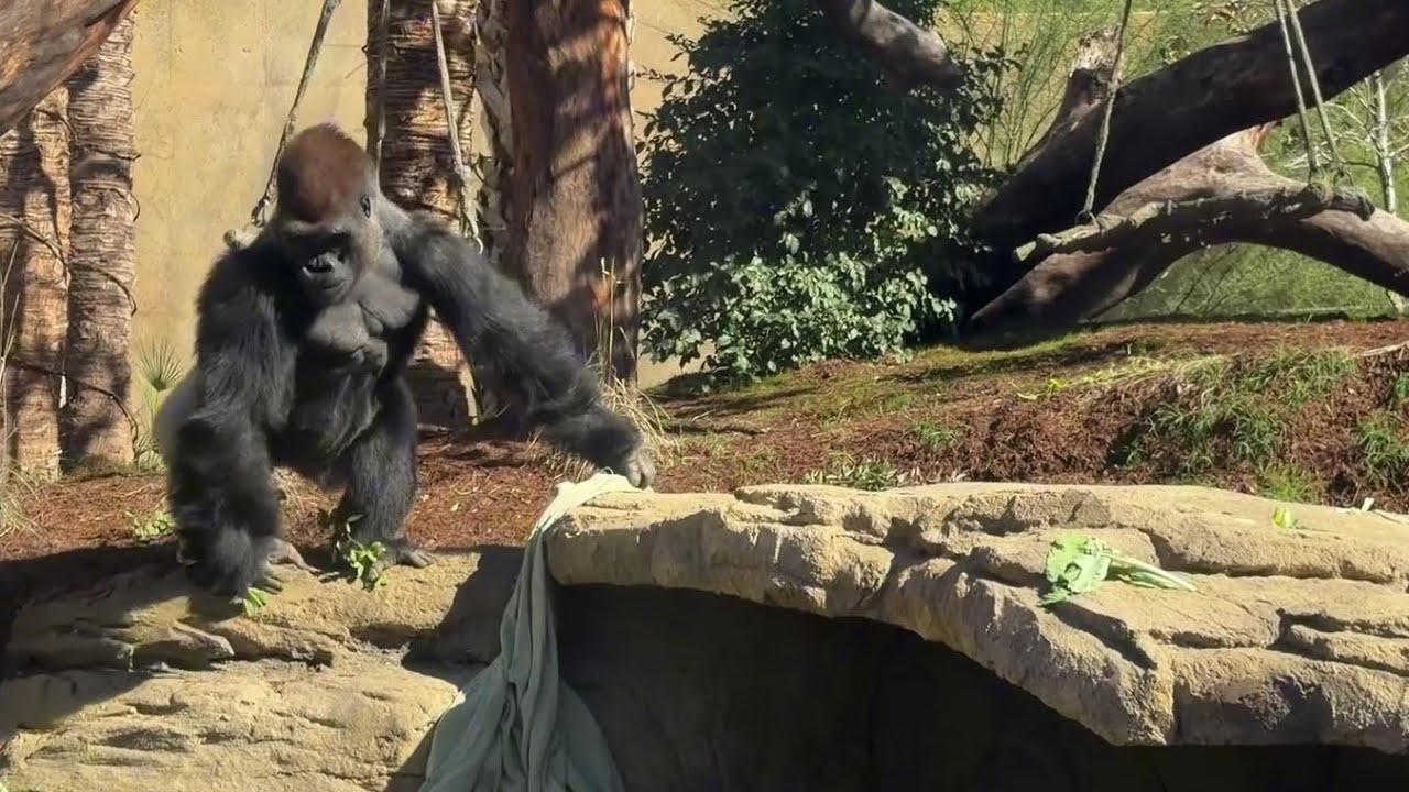 Check out the Gorillas - Congo Falls at the San Antonio Zoo