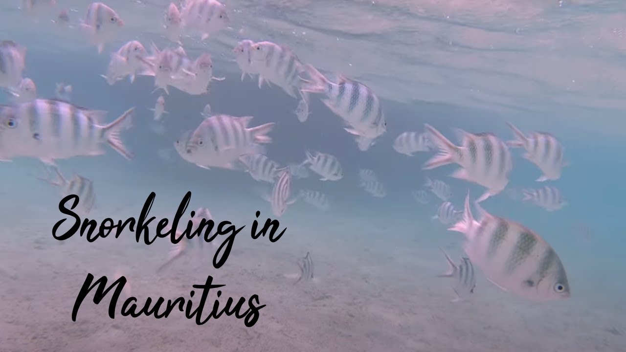 Snorkeling in Mauritius