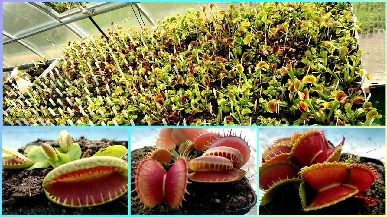 Largest collection of Venus Flytraps you've probably ever seen! | Gardening Tips and Treats