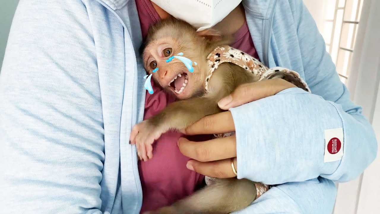 Baby monkey Lyly cried because she wanted to go to the market with her mother
