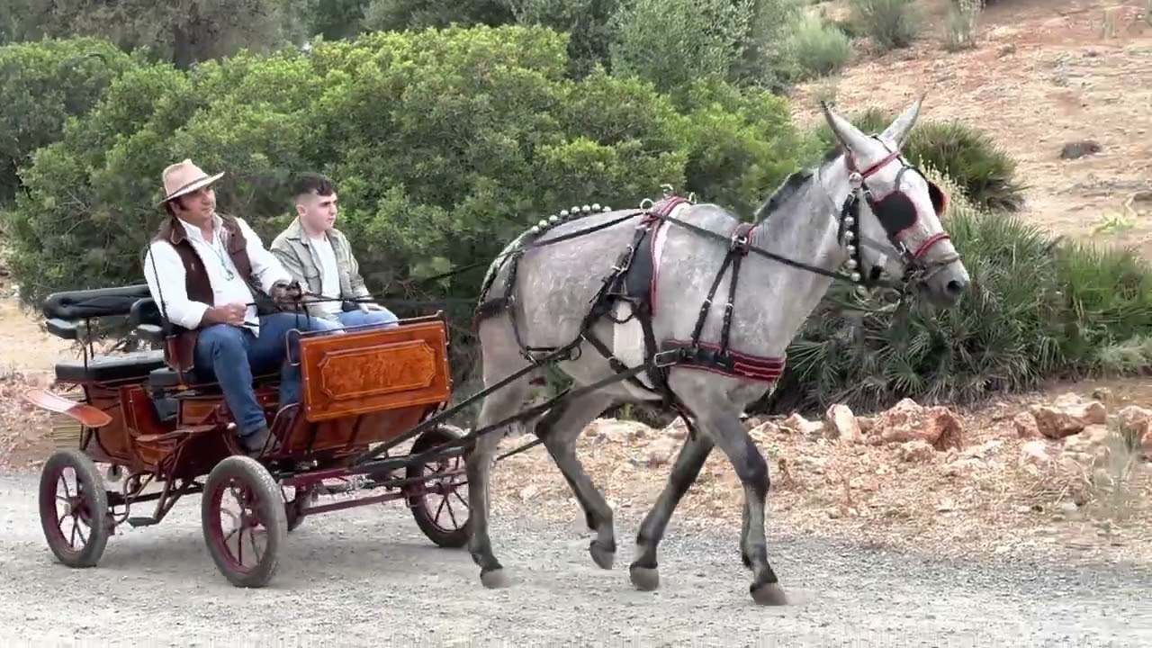 Romería Montellano Sevilla 2023