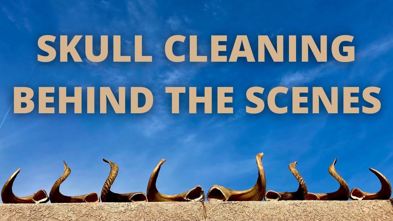 SKULL CLEANING BEHIND THE SCENES